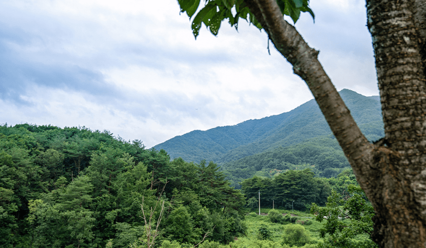 산책로